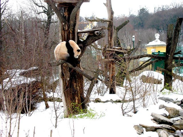 Panda in Schönbrunn