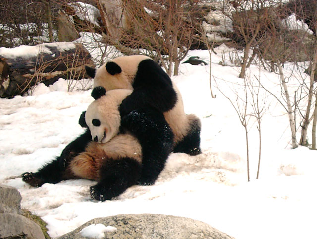 Panda-Bären spielen im Schnee