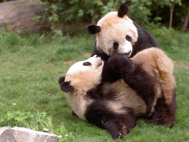 Verspielte Pandas