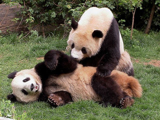Pandaspiele