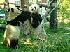 Pandas beim Kräftemessen