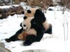 Panda-Spiele im Schnee
