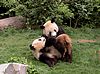 Pandas spielen vor der Mahlzeit